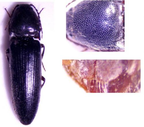 Réf. 273 075 : Melanotus villosus
